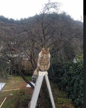 《炉石传说》大师巡回赛与《影之诗》RAGE赛事的卡牌电竞对决,炉石传说大师赛奖金