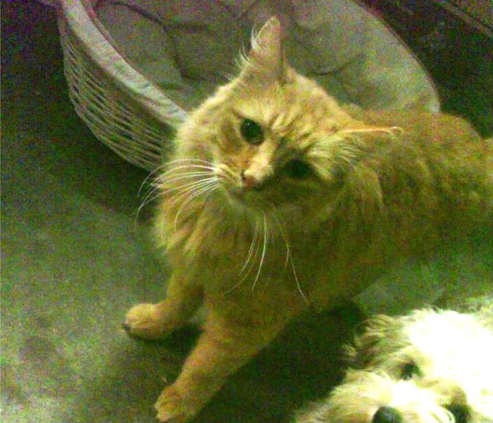 关注安全：联盟推出的新赛场安全措施详解，英雄联盟赛赛中心